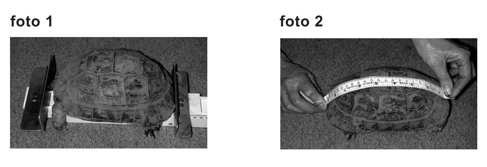 Figuur 1 bij vraag 18